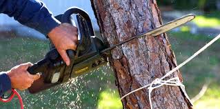 Reliable Battle Ground, IN  Tree Services Solutions