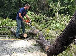 Best Hazardous Tree Removal  in Battle Ground, IN