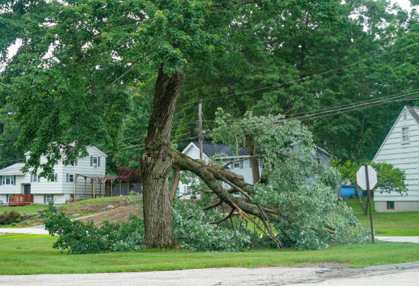 Tree and Shrub Care in Battle Ground, IN