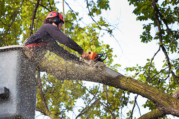 Best Firewood Processing and Delivery  in Battle Ground, IN